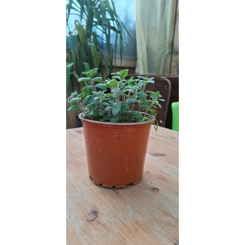 Thyme Pot