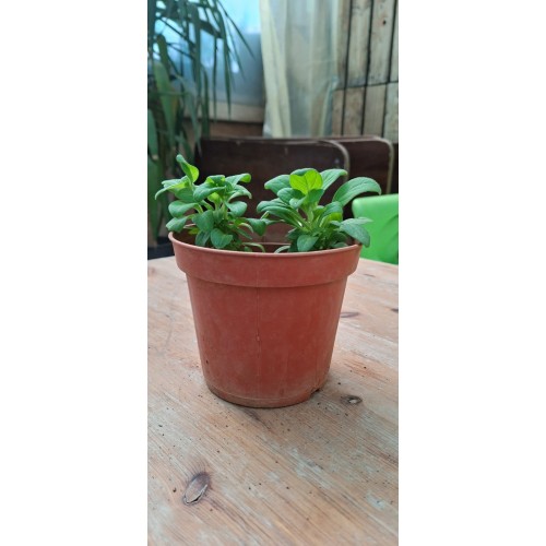 Petunia Pot