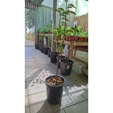 Clementine Tree 