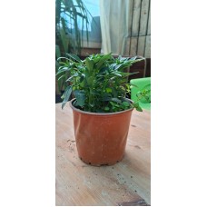 Snapdragon Pot