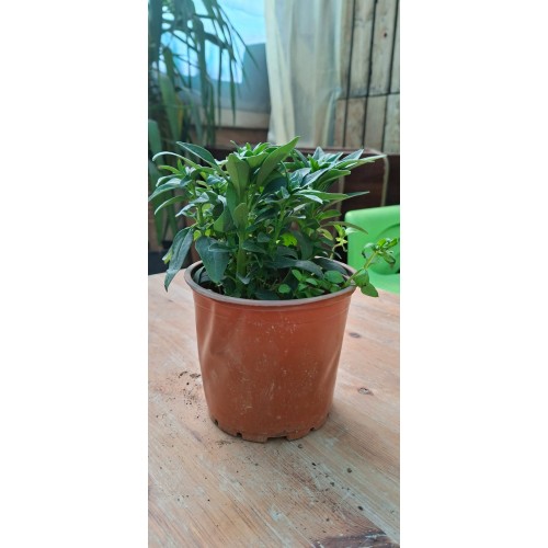 Snapdragon Pot