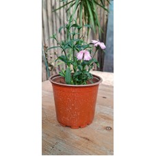 Dianthus Flower Pot
