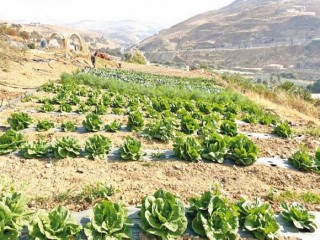 Sustainable agriculture in a changing climate