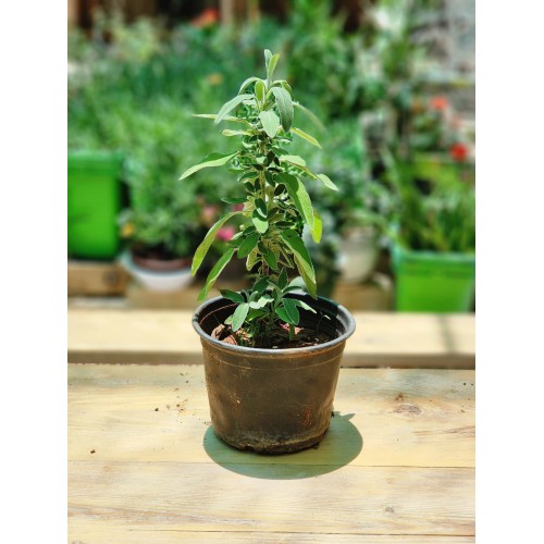 Sage Pot